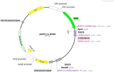 Case Report: Characterization of a Novel <mark class="highlighted">NONO</mark> Intronic Mutation in a Fetus With X-Linked Syndromic Mental Retardation-34